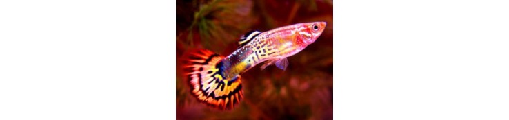 Guppy