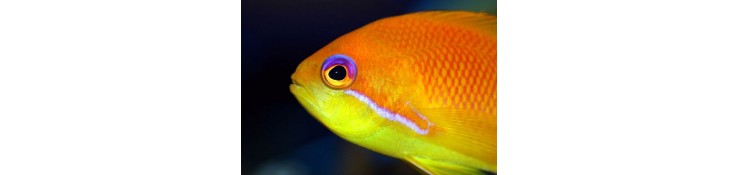 Anthias