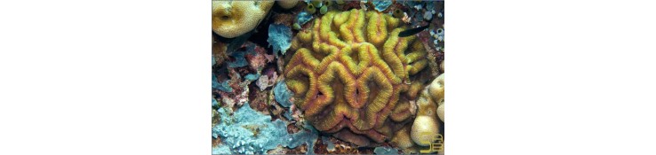 Lobophyllia sp.