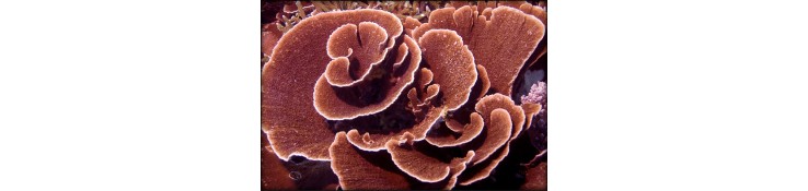 Montipora sp.