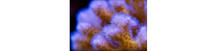 Pocillopora sp.