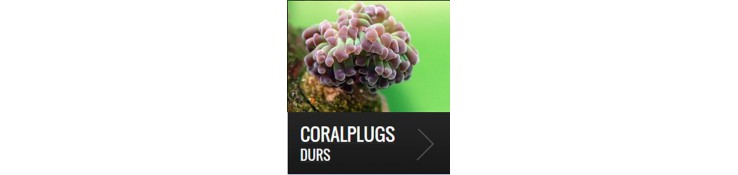 Coralplugs durs