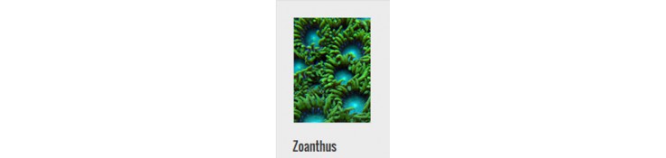 Plugs Zoanthus