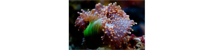 Boutures de coraux mous