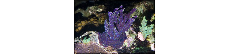 Acropora sp.