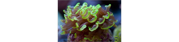 Euphyllia sp.