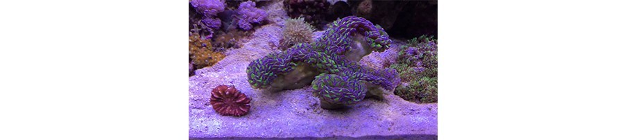 Boutures de coraux durs