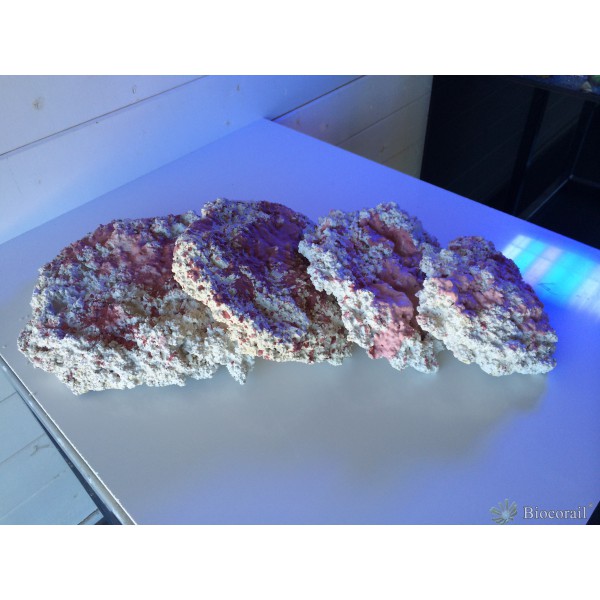 Roches vivantes AlveoPlato 
