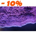 Montipora plateau violet polypes bleu taille M