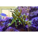 Acropora vert - Taille m