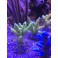 Acropora Vert jaune taille M