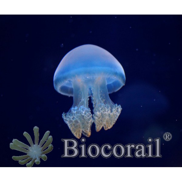 Aquarium A Meduses Jellyfish Art Une Meduse Biocorail