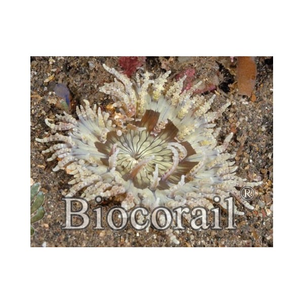 Heteractis / Radianthus aurora – L Heteractis / Radianthus aurora – L