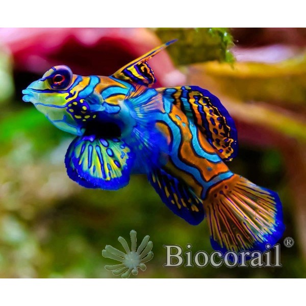 Synchiropus splendidus – M Synchiropus splendidus – M