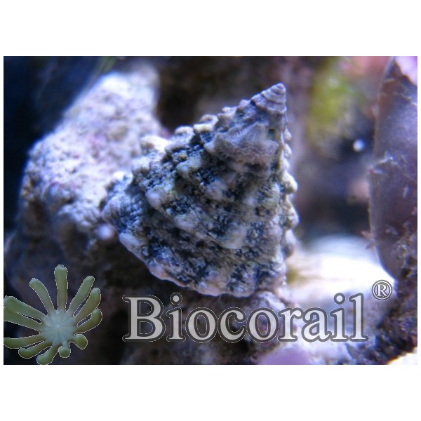 Tectus fenestratus – M Tectus fenestratus – M