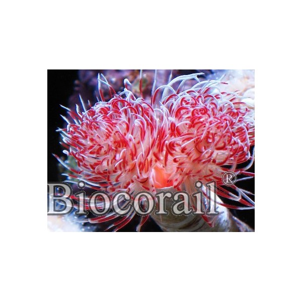 Protula magnifica - L Protula magnifica - L
