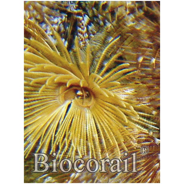 Sabellastarte spectabilis – L Sabellastarte spectabilis – L