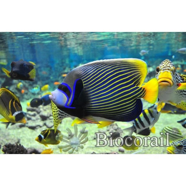 Pomacanthus imperator adt. – L Pomacanthus imperator adt. – L