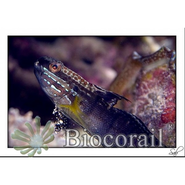 Amblygobius phalaena – M mangeur de cyanobactérie rouge Amblygobius phalaena – M mangeur de cyanobactérie rouge