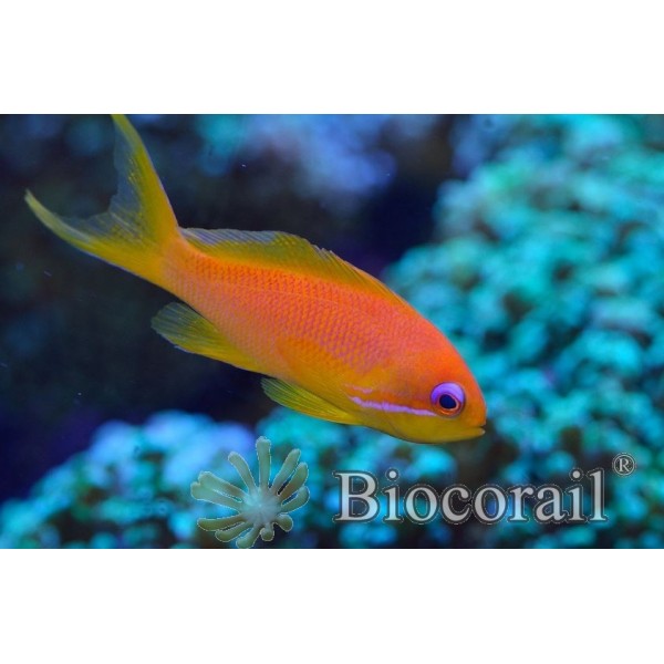 Pseudanthias squamipinnis femelle – L Pseudanthias squamipinnis femelle – L