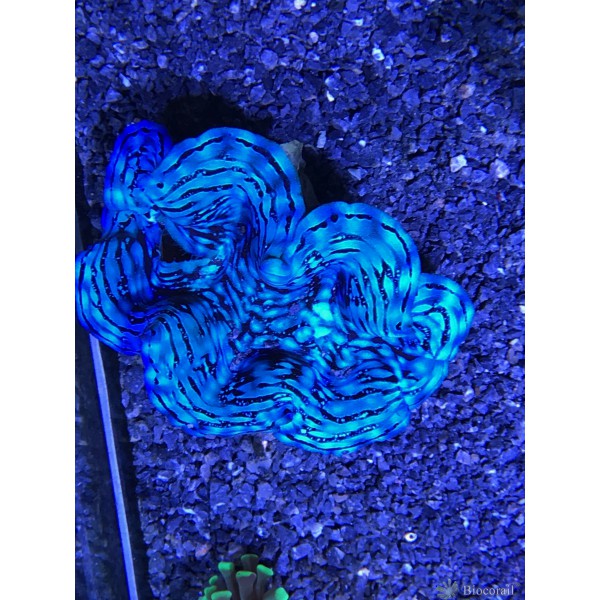 Bénitier T squamosa bleu taille M élevage Bénitier T squamosa bleu taille M élevage