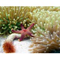 Fromia elegans – M