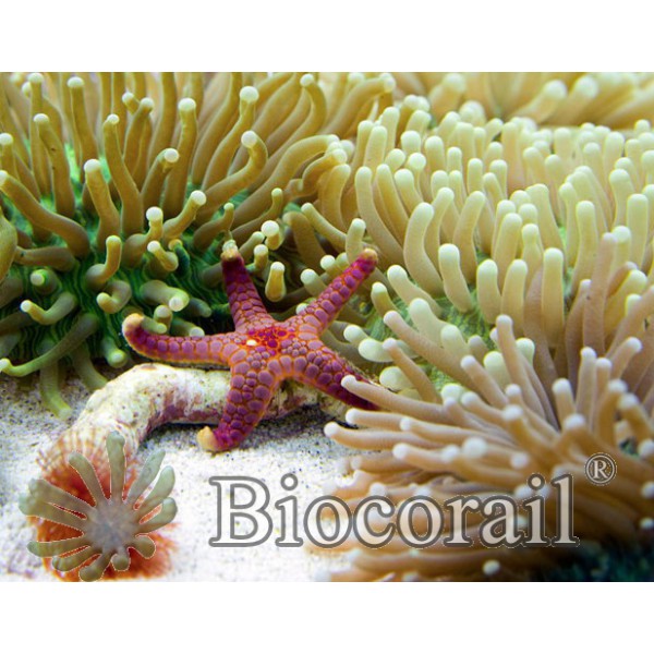 Fromia elegans – M Fromia elegans – M