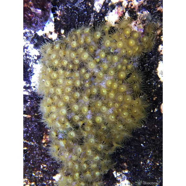 WYSIWYG Parazoanthus gracilis spécimen unique WYSIWYG Parazoanthus gracilis spécimen unique