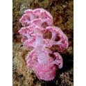 Dendronephthya sp
