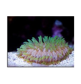 fungia sp rose vert