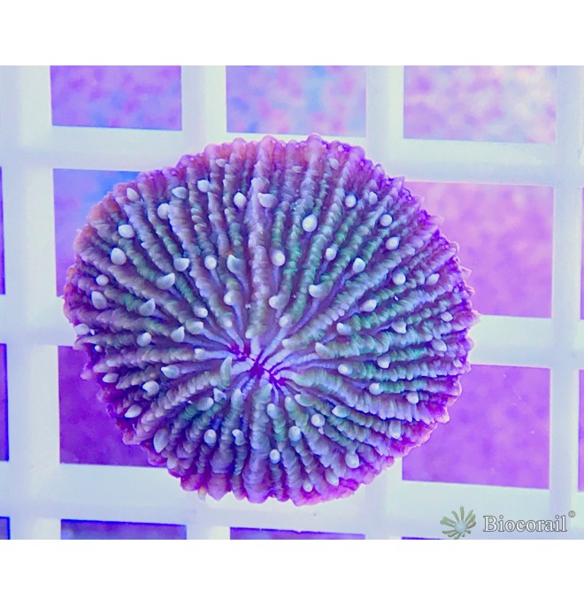 WYSIWYG Fungia sp n°1 spécimen unique WYSIWYG Fungia sp n°1 spécimen unique