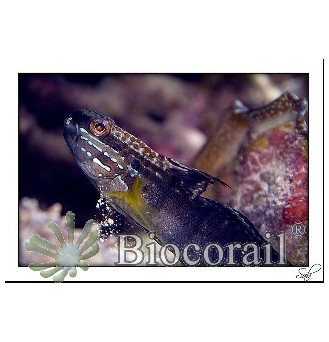 Amblygobius phalaena – XL Amblygobius phalaena – XL