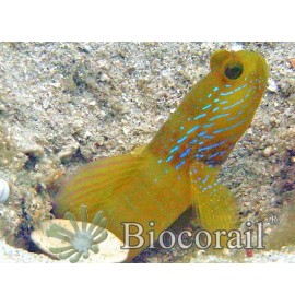 Cryptocentrus cyanotaenia – L