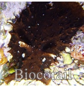 Dolabella auricularia Black – XL