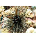 Echinotrix calamaris – L