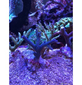 Acropora bicolor - Taille M