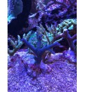 Acropora bleu acier - Taille M