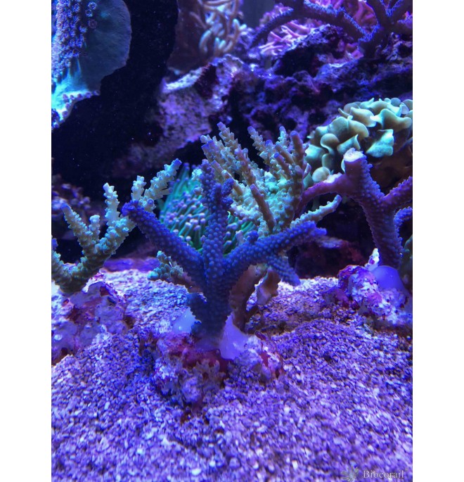 Acropora bleu acier - Taille M Acropora bleu acier - Taille M