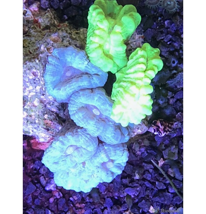 Caulastrea furcata jaune vert Caulastrea furcata jaune vert