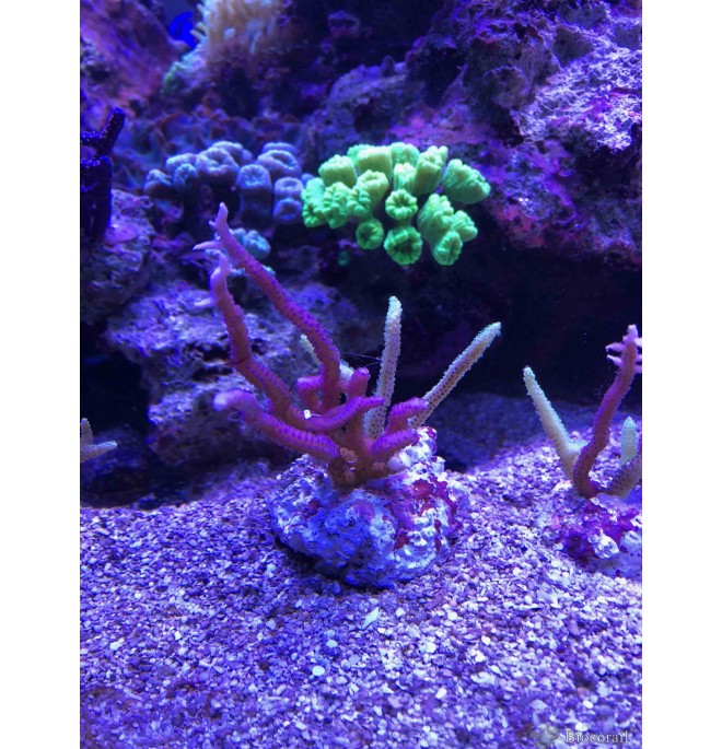 Seriatopora hystrix bicolor ( jaune et rose ) taille M Seriatopora hystrix bicolor ( jaune et rose ) taille M