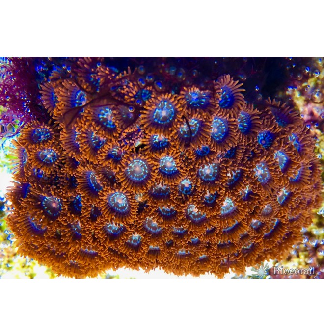WYSIWYG 1 Zoanthus sp. - Alfa & Omega -taille L WYSIWYG 1 Zoanthus sp. - Alfa & Omega -taille L