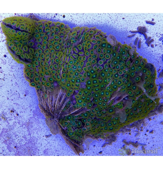 WYSIWYG 1 Zoanthus sp. - Alfa & Omega -taille L WYSIWYG 1 Zoanthus sp. - Alfa & Omega -taille L
