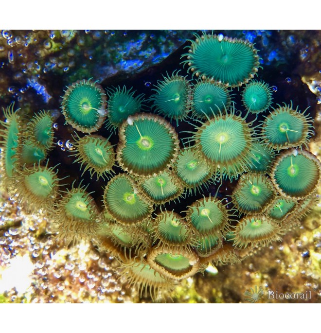 WYSIWYG 3 Protopalythoa sp. - Nuclear green - taille M WYSIWYG 3 Protopalythoa sp. - Nuclear green - taille M