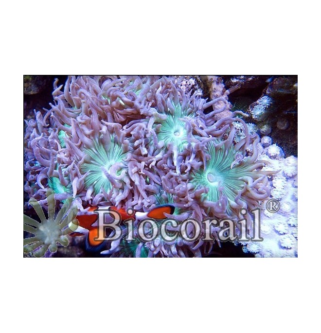 Seriatopora hystrix bicolor ( jaune et rose ) taille M Seriatopora hystrix bicolor ( jaune et rose ) taille M