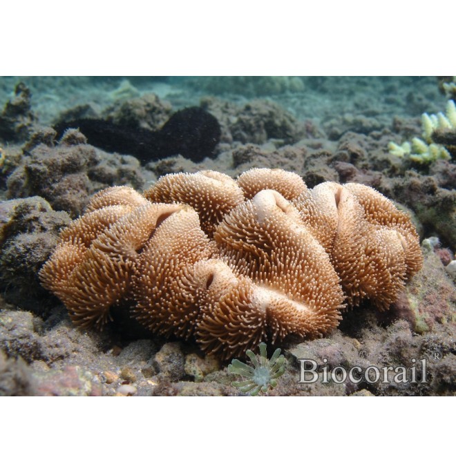 Sarcophyton sp Sarcophyton sp