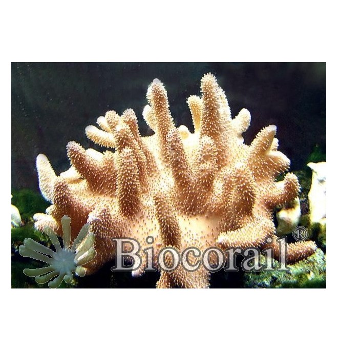 Lobophyton sp jaune - M Lobophyton sp jaune - M