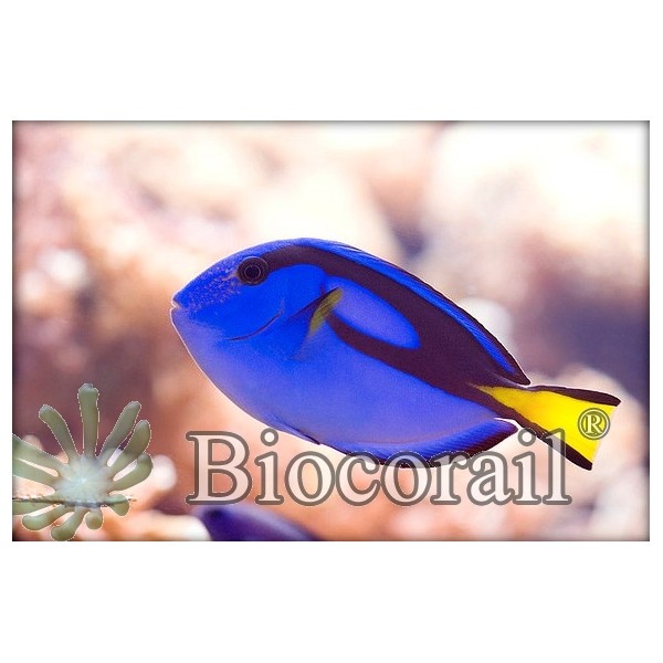Paracanthurus hepatus – S promo Paracanthurus hepatus – S promo