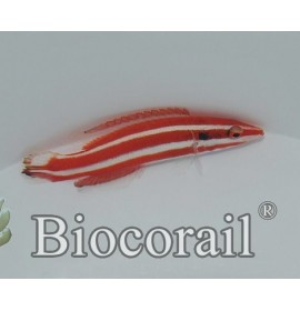 bodianus opercularis