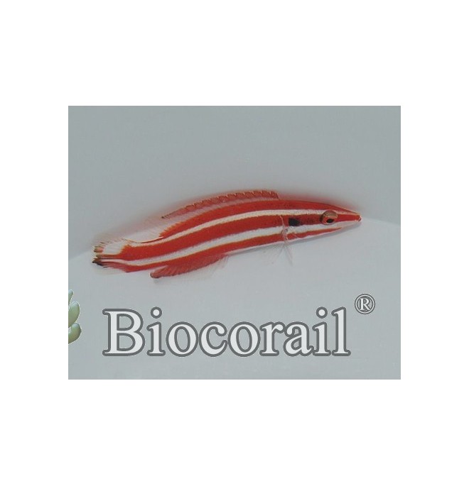 bodianus opercularis bodianus opercularis