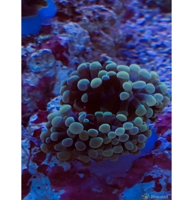 Euphyllia paradivisa jaune orangé Euphyllia paradivisa jaune orangé